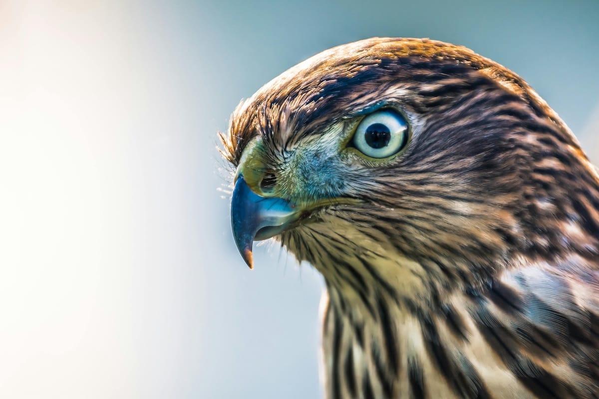 Close-up of hawk with intense focused gaze, representing the sharp precision and singular attention required to excel at specific strengths rather than scattered comparison to competitors